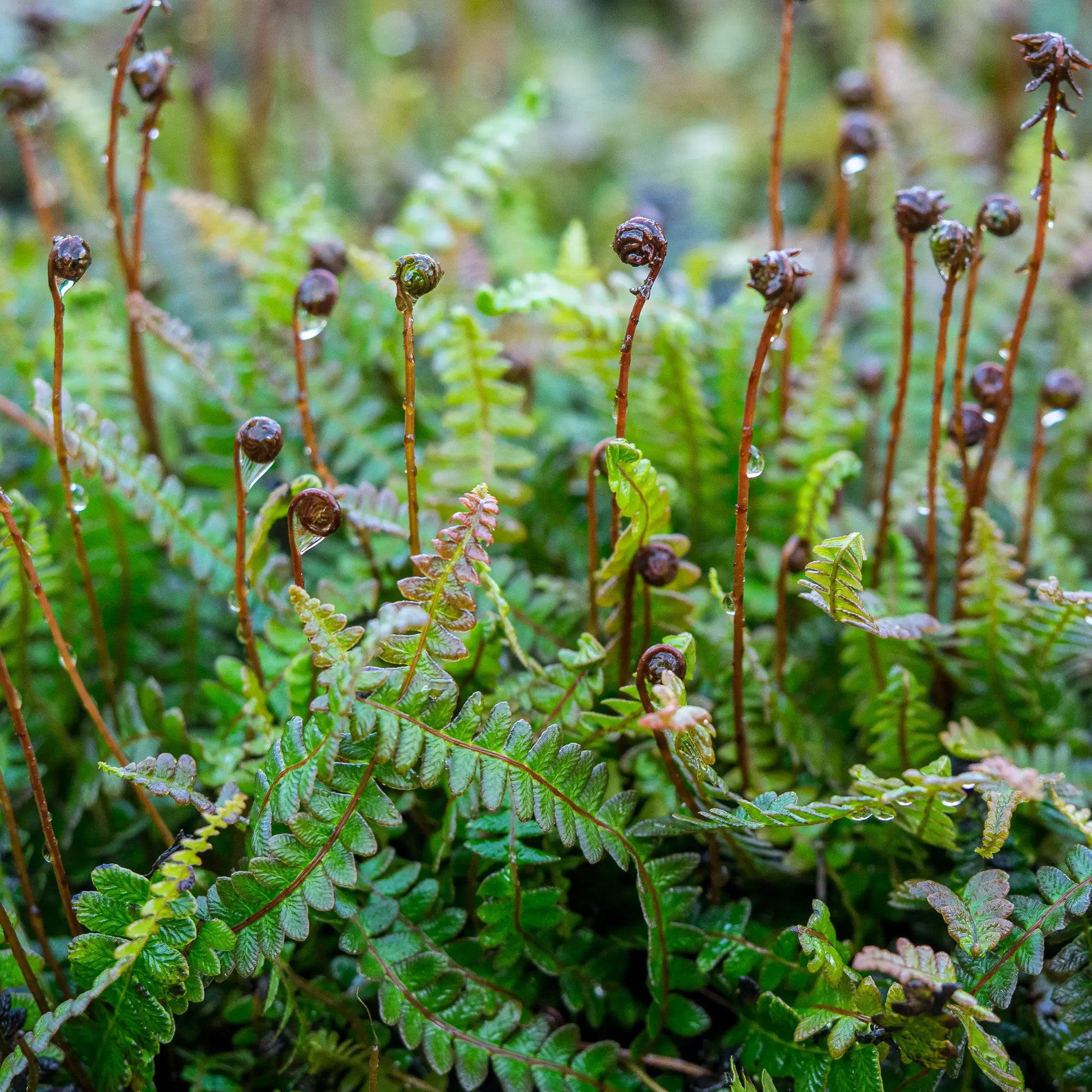 Blechnum penna-marina subsp. alpinum — bronze-flushed new fronds unfurling above a spreading mat of dark green pinnate foliage