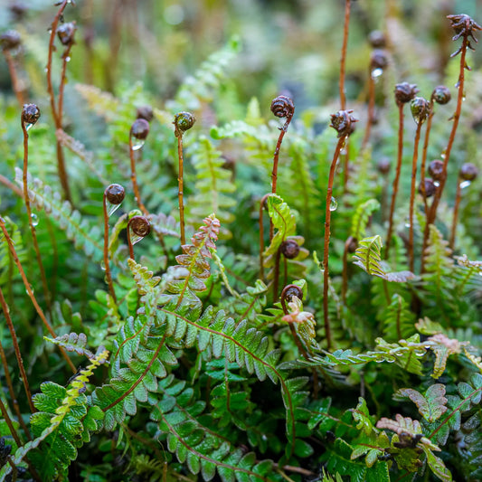 Blechnum penna-marina subsp. alpinum — bronze-flushed new fronds unfurling above a spreading mat of dark green pinnate foliage