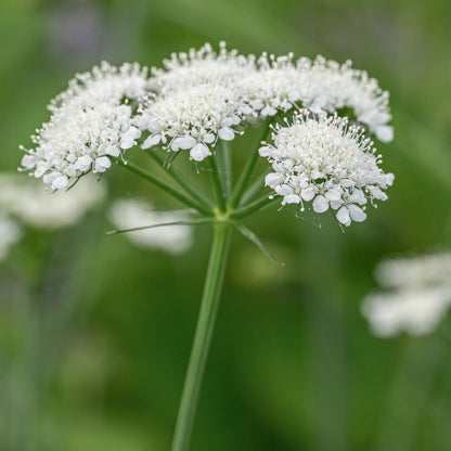 Bunium ferulaceum — delicate white umbel flower head on a slender wiry stem against soft green foliage