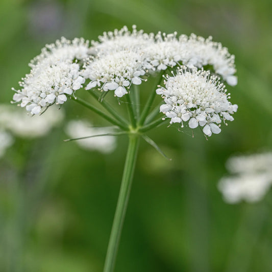 Bunium ferulaceum — delicate white umbel flower head on a slender wiry stem against soft green foliage