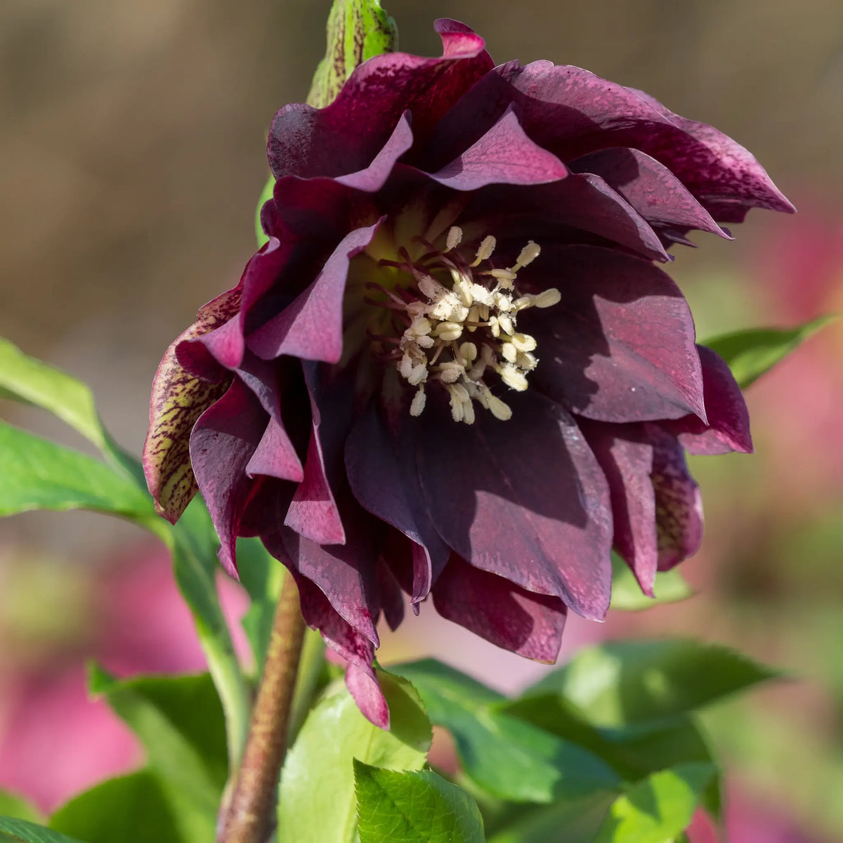 Helleborus × hybridus 'Luisa' (ViV Series)