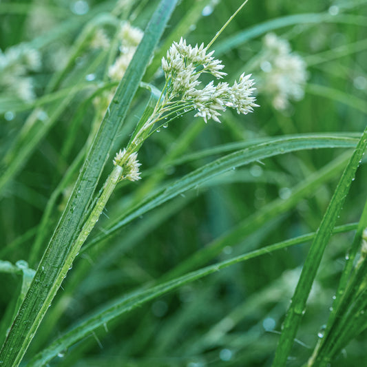 Luzula nivea - Hardy's Cottage Garden Plants