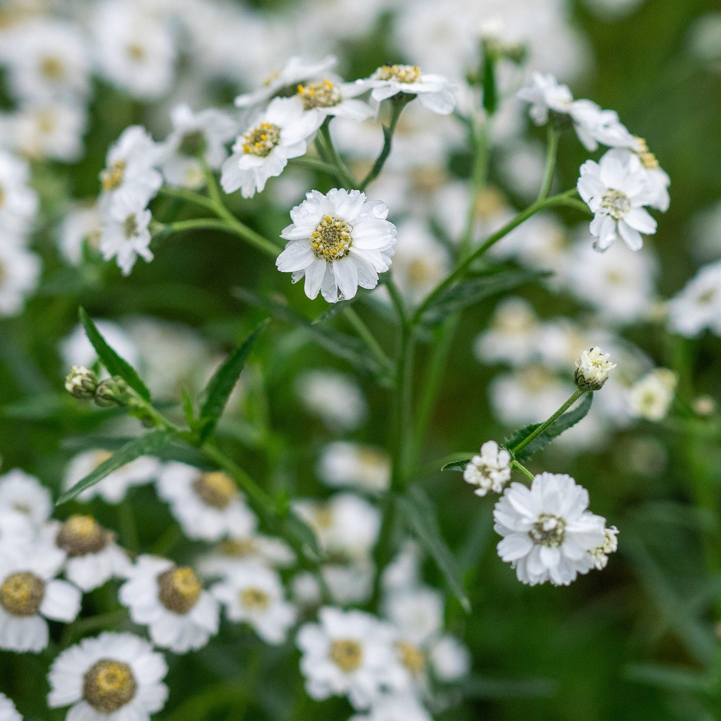 chillea ptarmica 'The Pearl' — dainty white button flowers over dark green foliage, hardy perennial