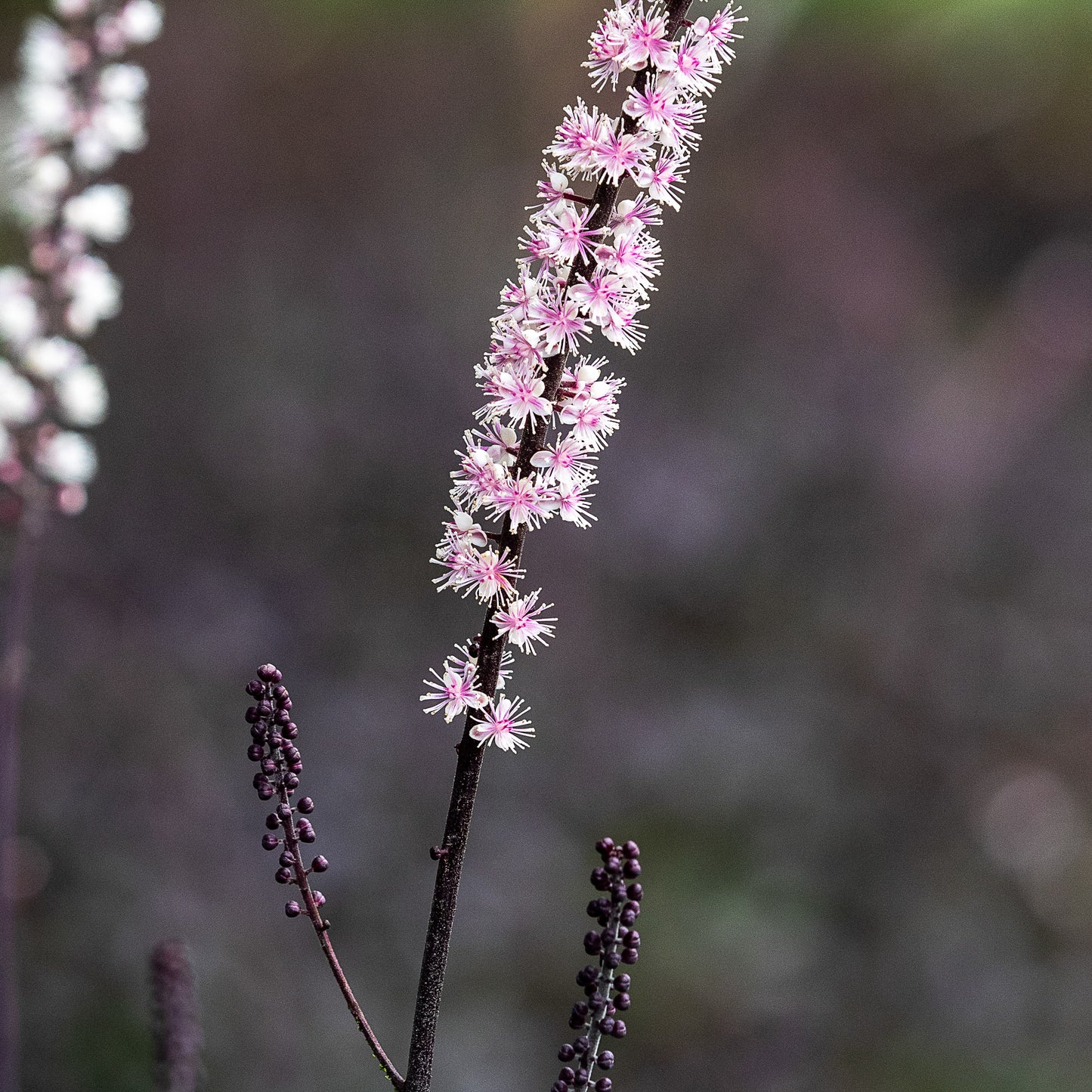 Actaea simplex 'Pink Spike' — scented cream-pink flower spikes in autumn over deep purple divided foliage