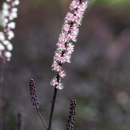 Actaea simplex 'Pink Spike' — scented cream-pink flower spikes in autumn over deep purple divided foliage