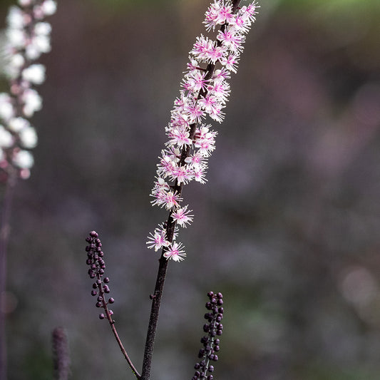 Actaea simplex 'Pink Spike' — scented cream-pink flower spikes in autumn over deep purple divided foliage