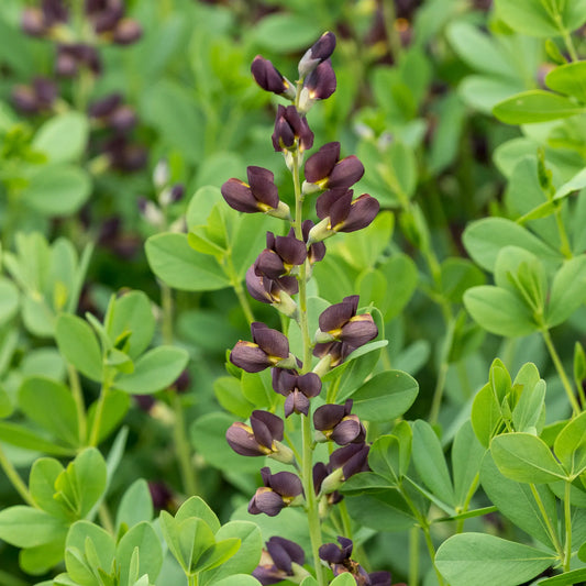 Baptisia 'Dutch Chocolate' (Decadence Series) - Hardy's Cottage Garden Plants