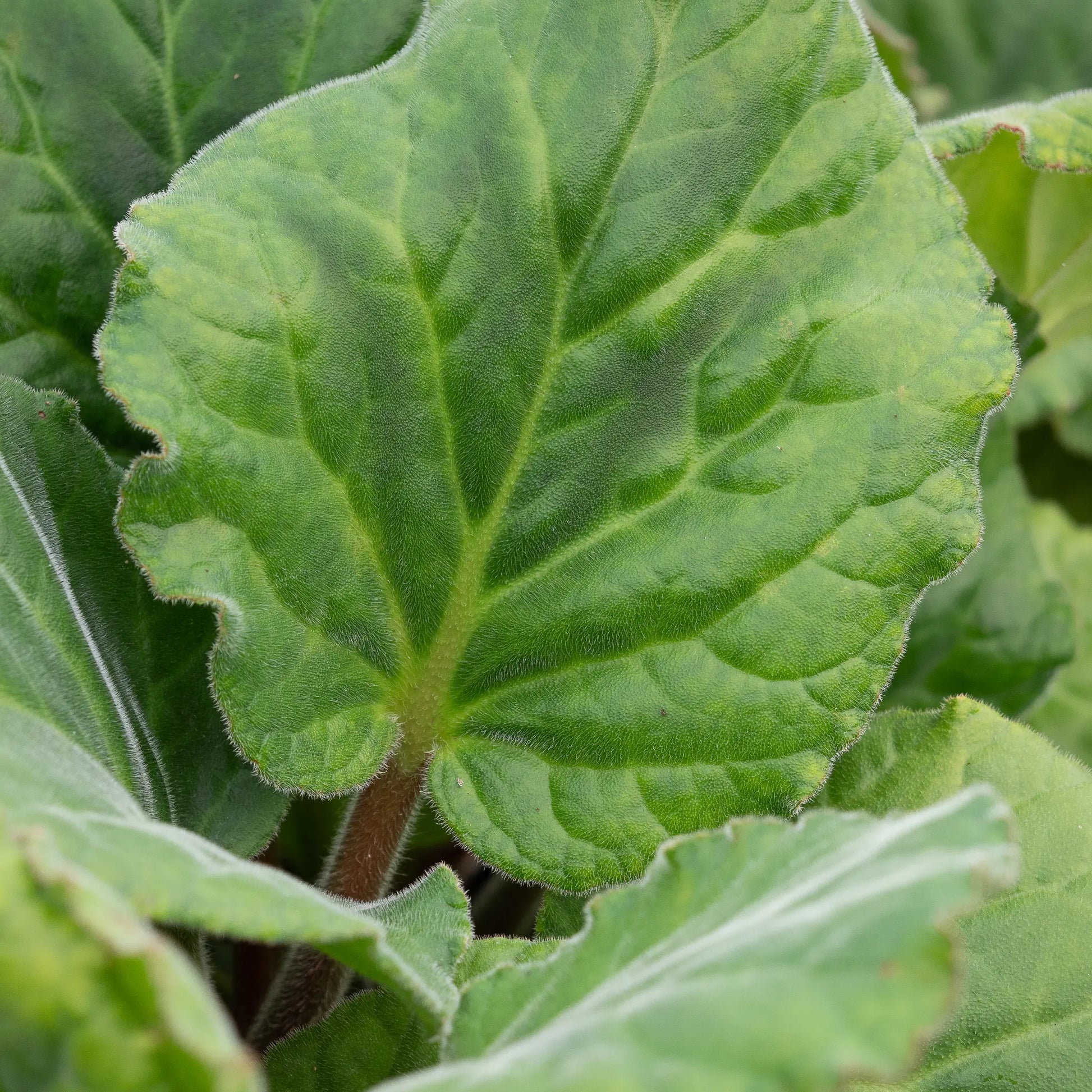 Bergenia ciliata 'Wilton' — large, rounded, hairy leaf showing the distinctive fringed margins