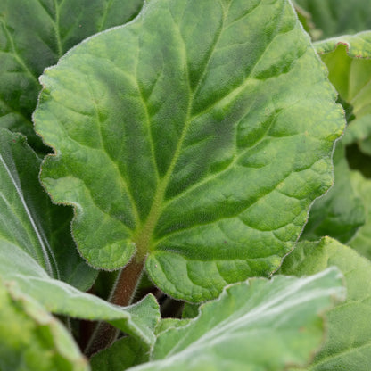 Bergenia ciliata 'Wilton' — large, rounded, hairy leaf showing the distinctive fringed margins