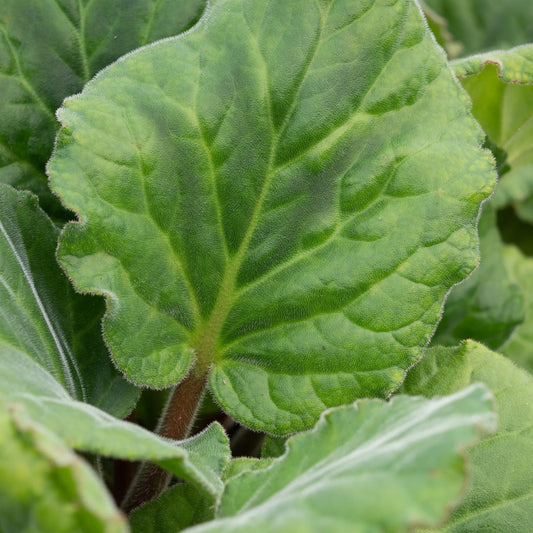 Bergenia ciliata 'Wilton' — large, rounded, hairy leaf showing the distinctive fringed margins