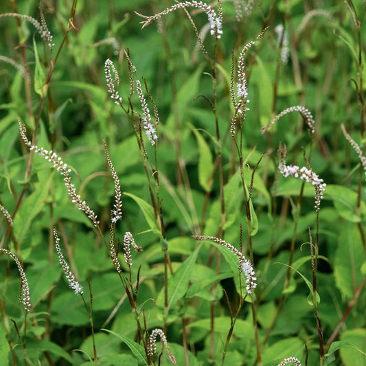 Bistorta amplexicaulis 'Alba' — slender arching stems with small white flower spikes above mid-green foliage
