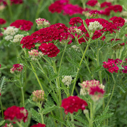 Achillea millefolium 'Pomegranate' — rich cerise-red flower clusters over divided green foliage, hardy perennial
