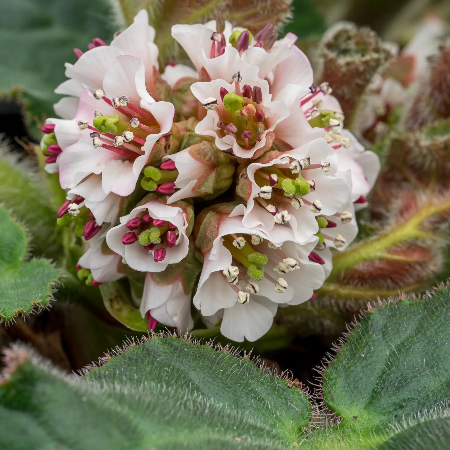 Bergenia ciliata 'Wilton' — close-up of pale pink flower cluster with rose-pink calyces and hairy foliage