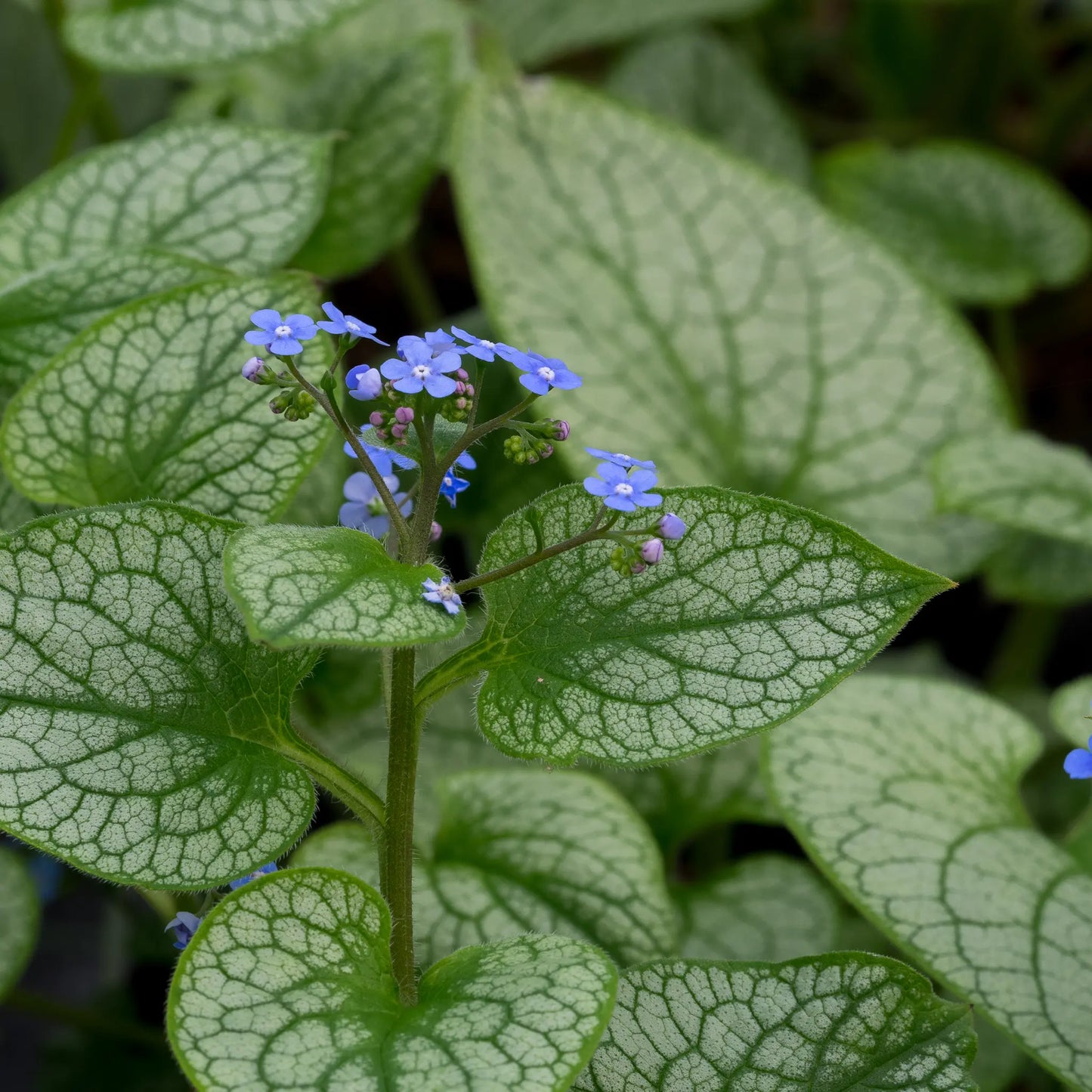 Brunnera macrophylla 'Alexander's Great' — large heart-shaped silver leaves with deep green veining, Siberian Bugloss