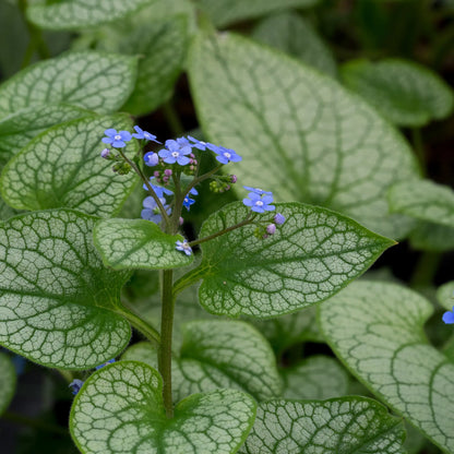 Brunnera macrophylla 'Alexander's Great' — large heart-shaped silver leaves with deep green veining, Siberian Bugloss