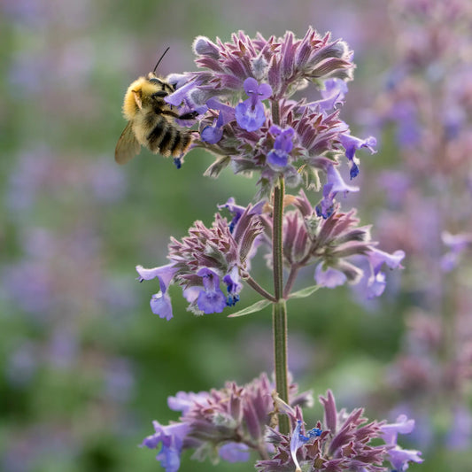 Nepeta grandiflora 'Summer Magic' PBR in flower, showing branching stems of lavender-blue blooms above grey-green foliage