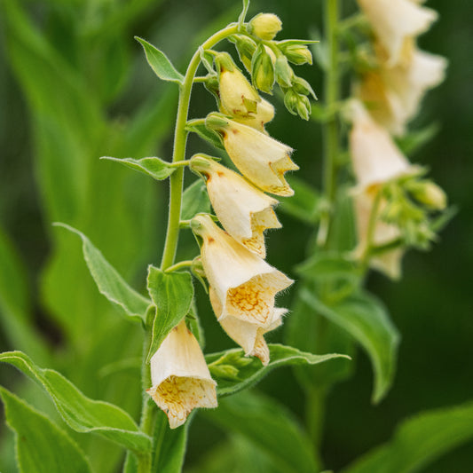 Digitalis grandiflora