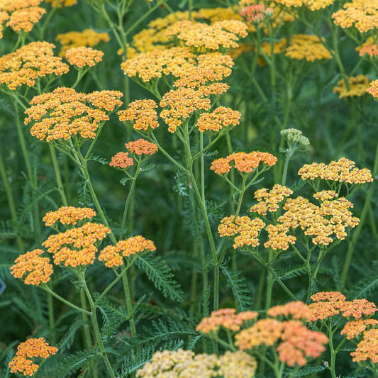 Achillea 'Terracotta' — terracotta orange flower clusters fading to cream over ferny green foliage, hardy perennial