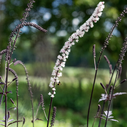 Actaea simplex 'Brunette' — deep purple divided foliage in a shaded border