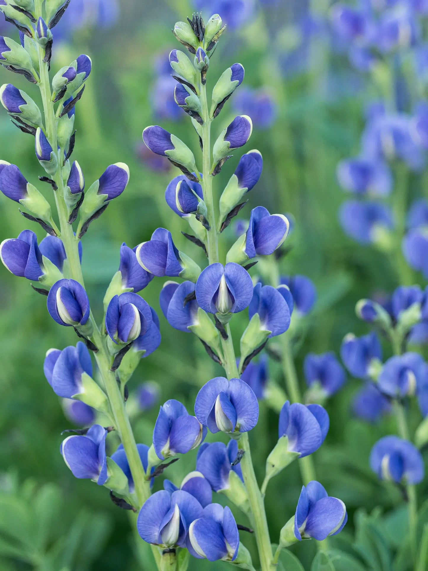 Baptisia australis — close-up of indigo-blue pea-like flowers with white keel markings