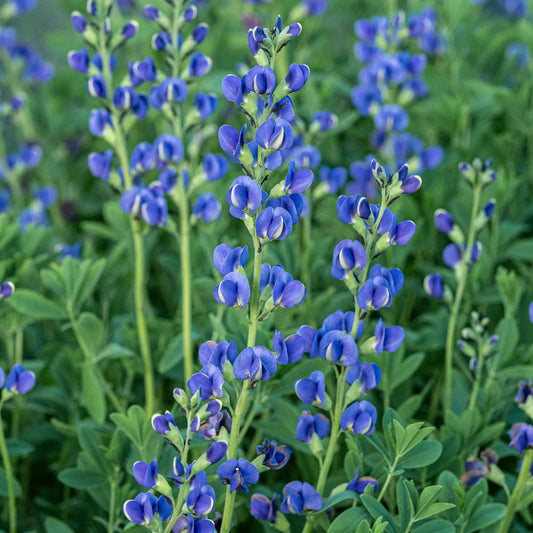 Baptisia australis — multiple indigo-blue flower spikes above green foliage
