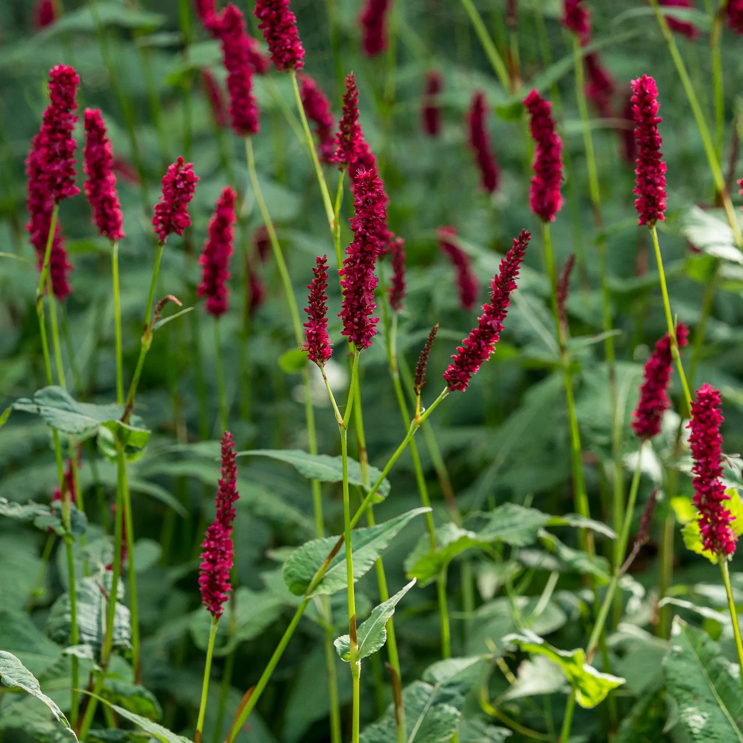 Bistorta amplexicaulis 'Blackfield' PBR — deep crimson-red flower spikes on slender stems above dark green foliage