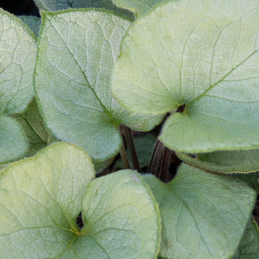Brunnera macrophylla 'Looking Glass' — almost entirely silver heart-shaped leaves with fine green veining, Siberian Bugloss