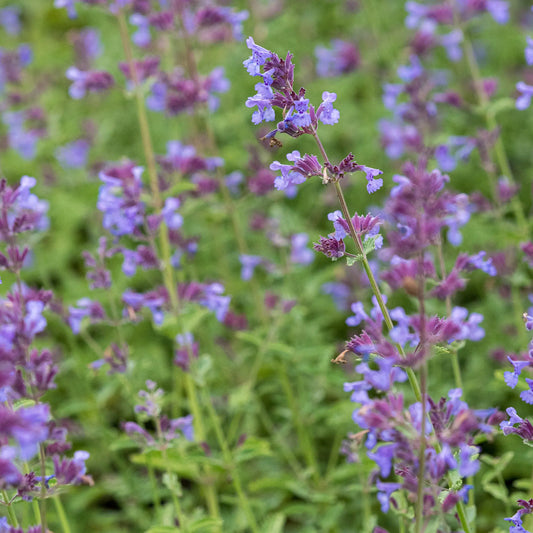 Nepeta 'Six Hills Giant' showing its lavender-blue flower spikes above aromatic grey-green foliage
