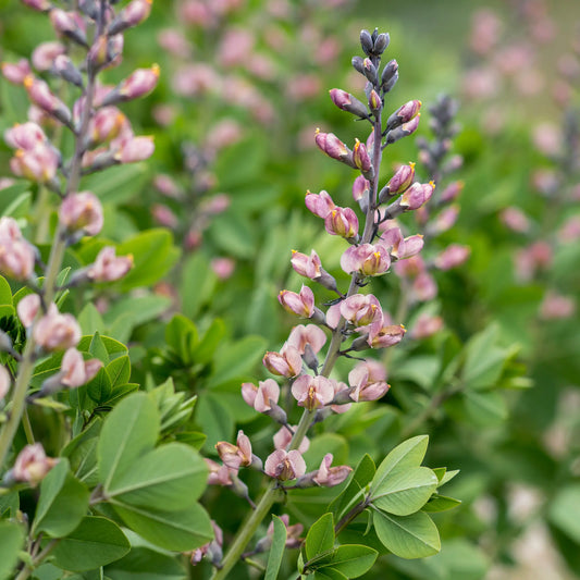 Baptisia 'Pink Truffles' — dusky pink flowers opening from dark purple buds on dark stems, with green foliage