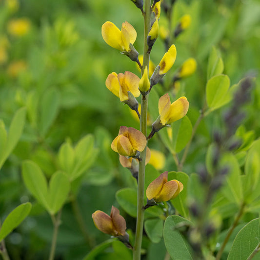 Baptisia 'Solar Flare' — flower spike showing golden yellow blooms deepening to orange and brown, on dark stems