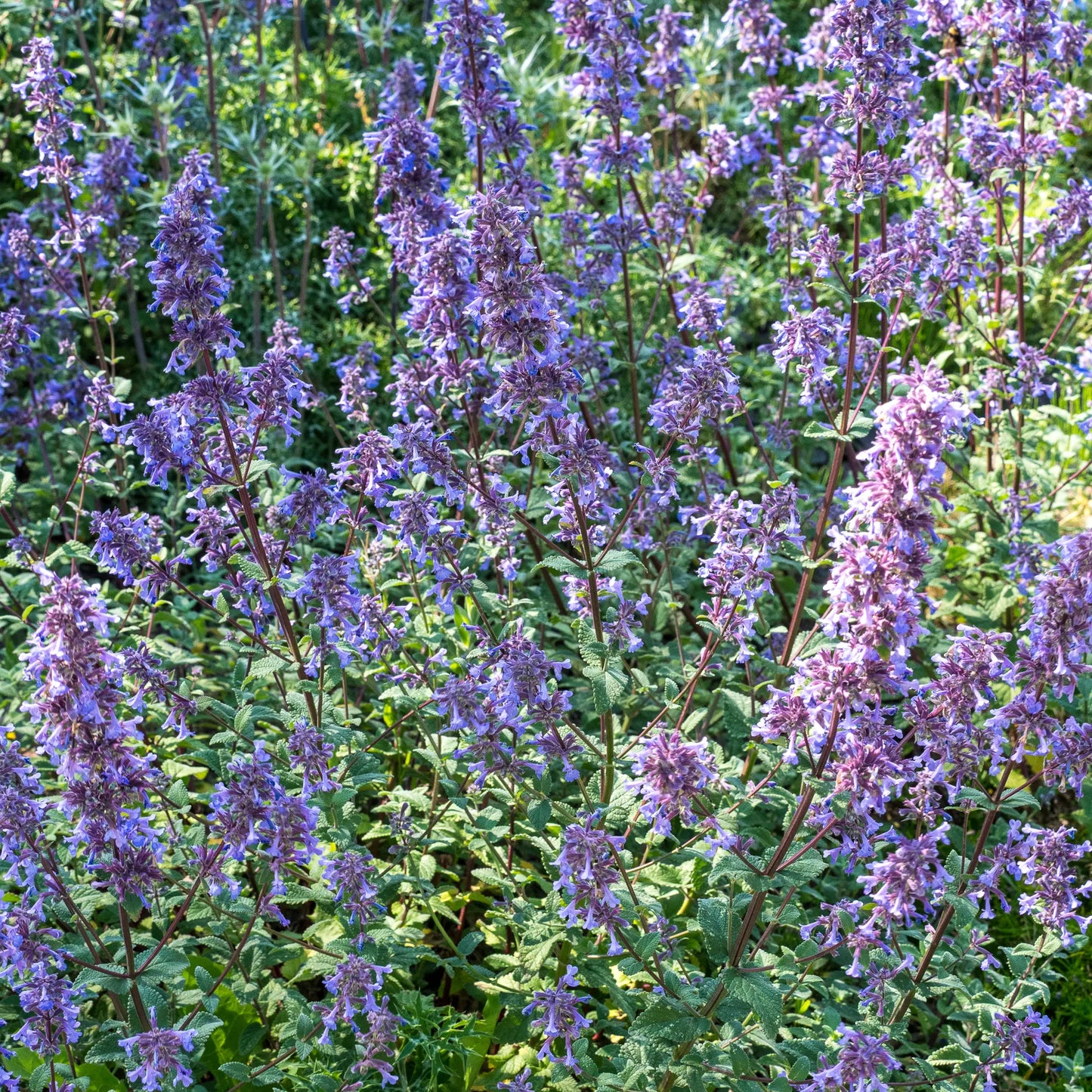 Nepeta grandiflora 'Bramdean' with deep indigo-blue flower spikes on dark stems above grey-green foliag