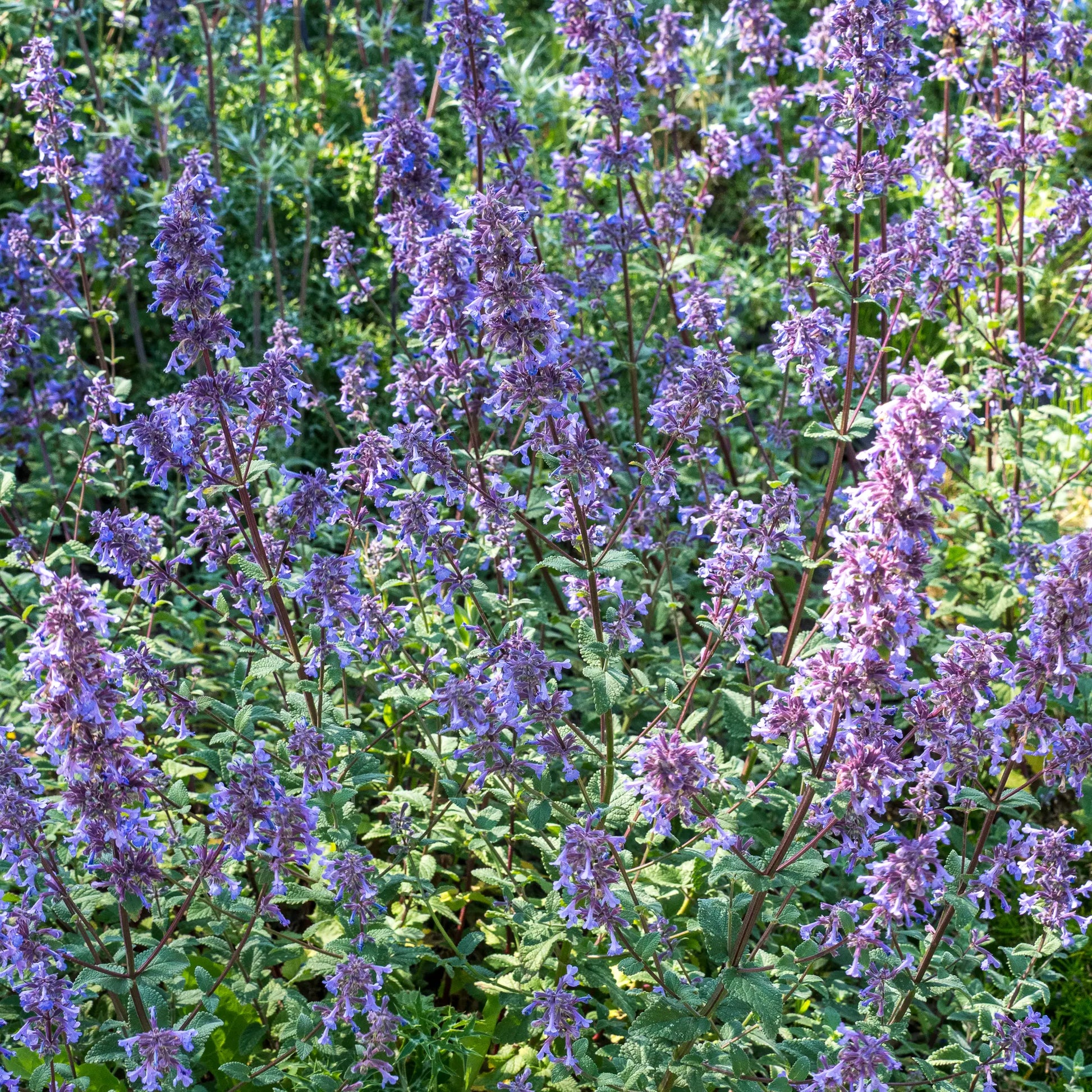 Nepeta grandiflora 'Bramdean' with deep indigo-blue flower spikes on dark stems above grey-green foliag