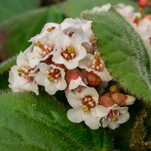 Bergenia ciliata — white flower cluster with rose-red calyces nestled against the hairy, fringed leaf margin
