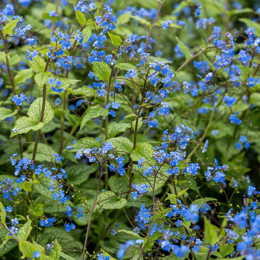 Brunnera macrophylla 'Alexander's Great' — mass of vivid blue forget-me-not flowers above silvered foliage in full spring bloom