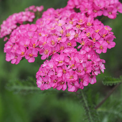 Achillea 'Apfelblute' close-up showing deep pink flat-topped flower heads with orange-centred florets