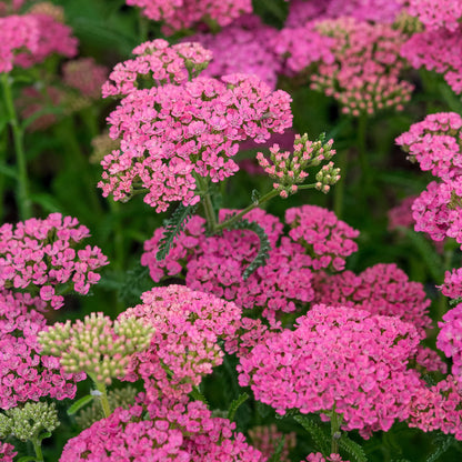 Achillea 'Gloria Jean' — clear mid-pink yarrow flowers with green foliage, hardy perennial in border setting.