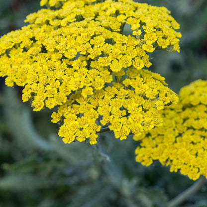 Achillea 'Moonshine' close-up showing bright yellow flat-topped flower heads with tiny florets against silver-grey foliage