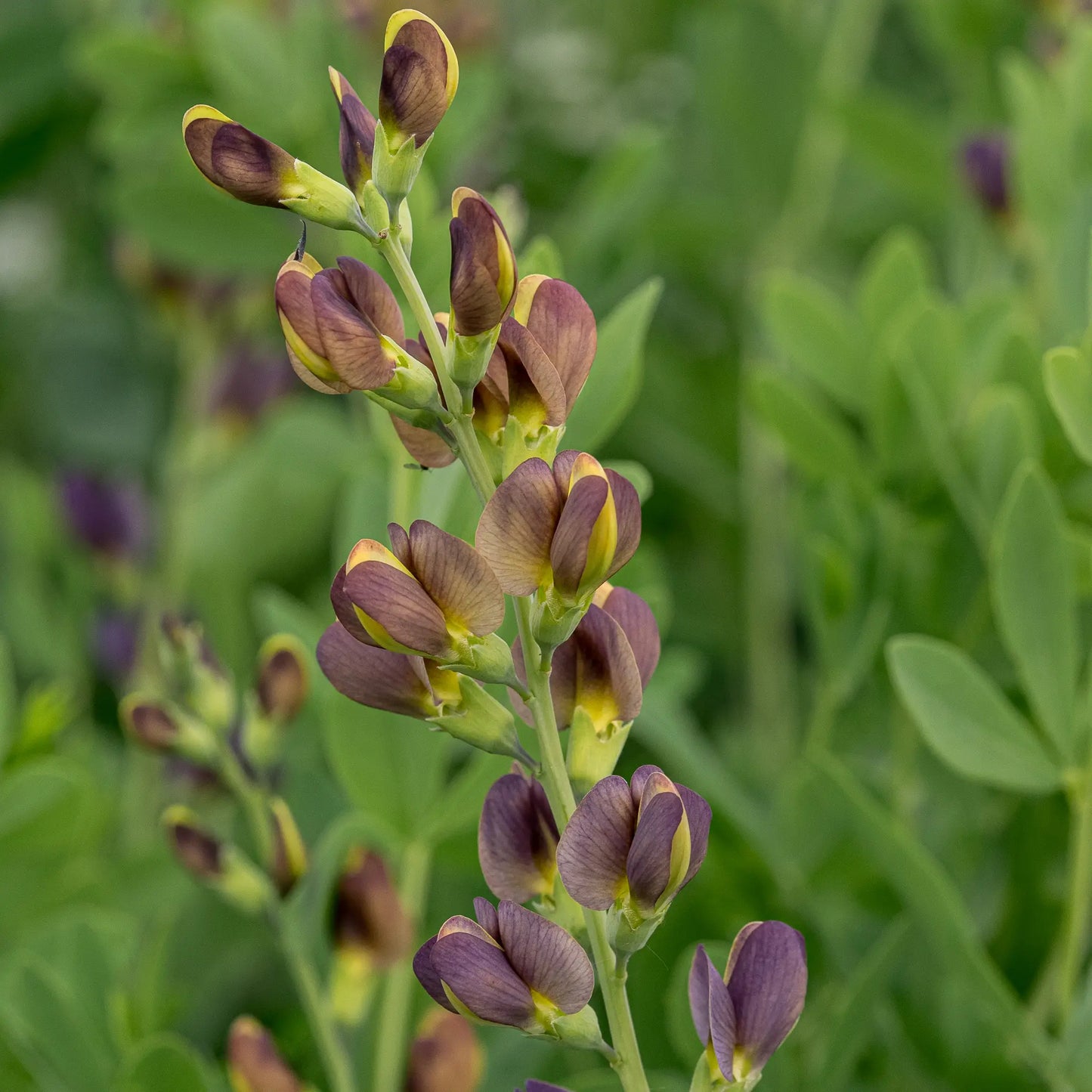 Baptisia 'Chocolate Chip' — close-up of purple-brown and yellow flower buds on an upright stem