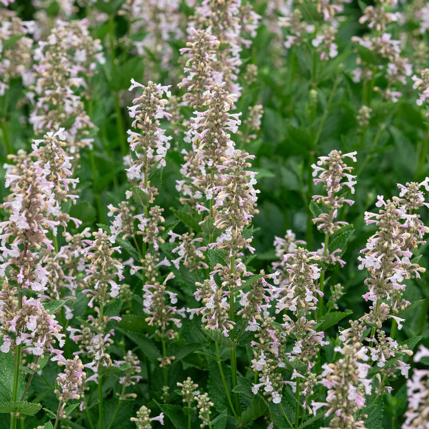 Nepeta grandiflora 'Dawn to Dusk' with soft pink flowers on dark stems above aromatic grey-green foliage