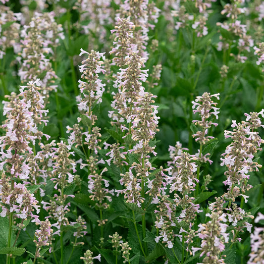 Nepeta grandiflora 'Dawn to Dusk' with soft pink flowers on dark stems above aromatic grey-green foliage
