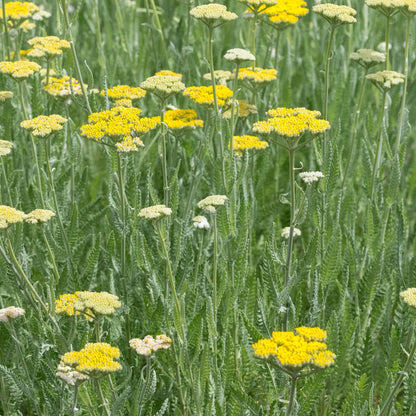 Achillea 'Sunbeam' — bright yellow flat flowerheads over finely cut green foliage, hardy perennial