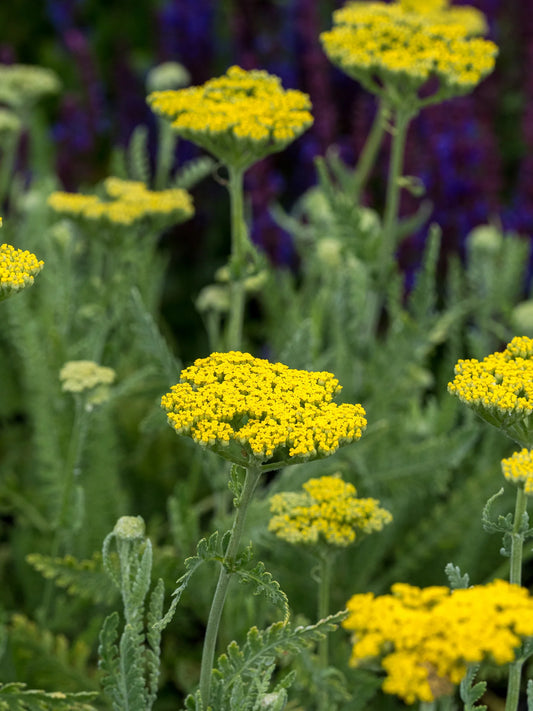 Achillea 'Sunbeam' — dense yellow flower clusters attracting pollinators in summer border