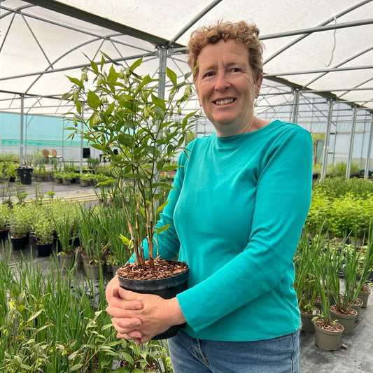 Rosy Hardy Talks 2027: Early Summer Flowering Perennials - Hardy's Cottage Garden Plants