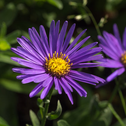Aster amellus 'Veilchenkönigin' - Hardy's Cottage Garden Plants