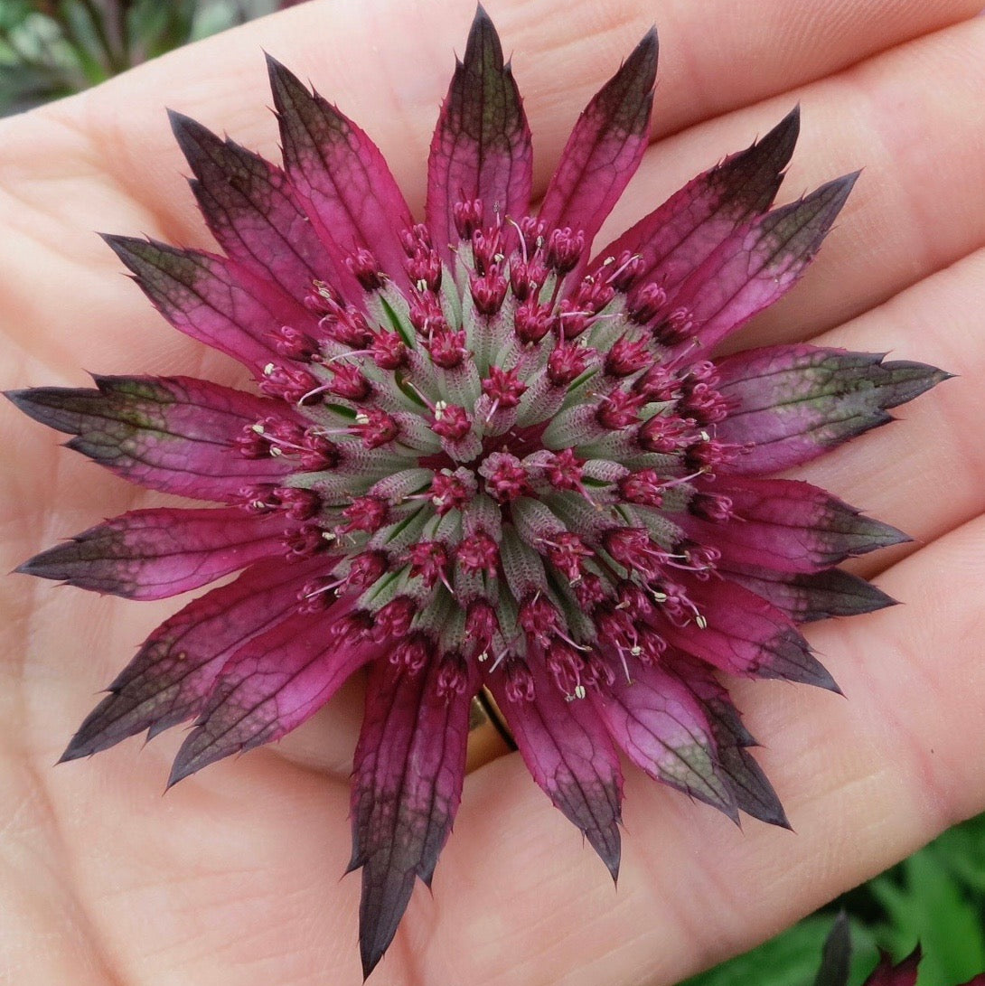 Astrantia 'Burgundy Manor' - Hardy's Cottage Garden Plants