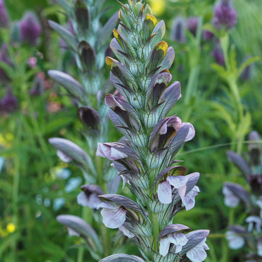 Acanthus hungaricus
