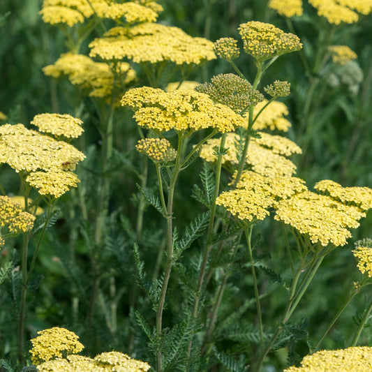 Achillea 'Credo'