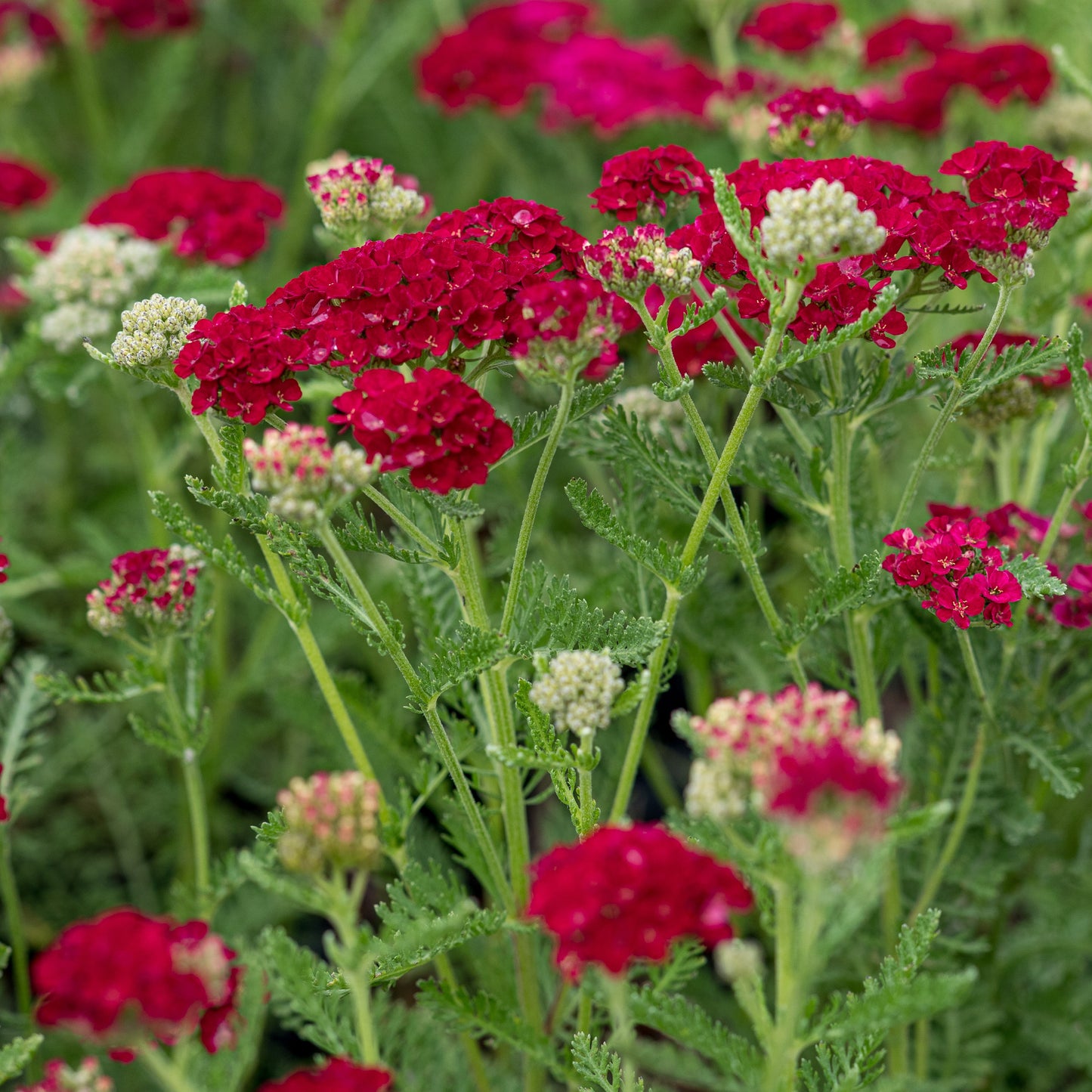 Achillea millefolium 'Pomegranate' (Tutti Frutti Series)'