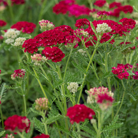 Achillea millefolium 'Pomegranate' (Tutti Frutti Series)'