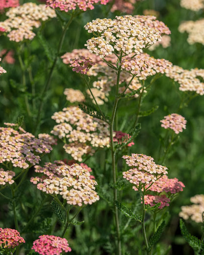 Achillea 'Lachsschonheit' – gently domed clusters of salmon-pink flowers fading to cream over ferny mid-green foliage